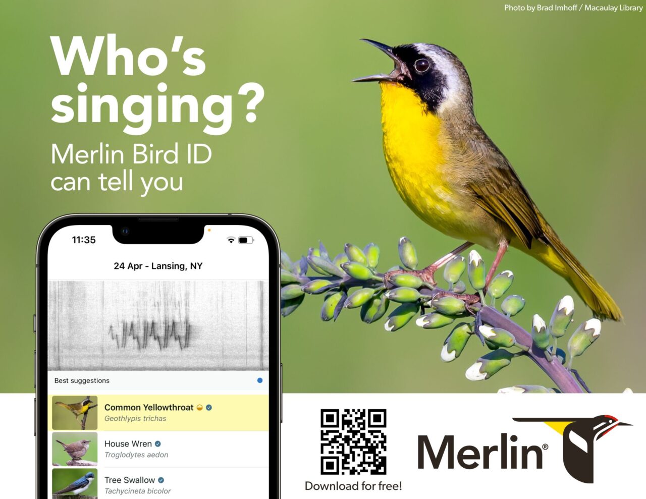 Explore Our Parks with the Merlin Bird ID App