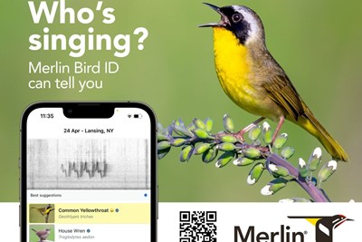 Explore Our Parks with the Merlin Bird ID App